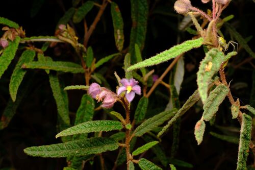 glandular fire-bush (Seringia hookeriana)