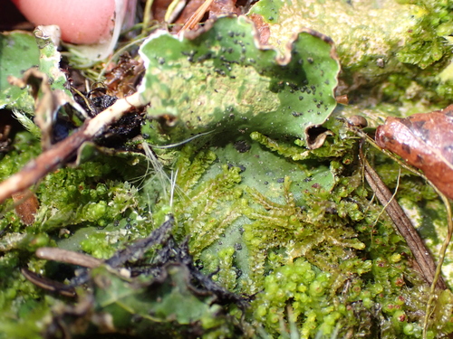 Hatcher's Pawwort (Barbilophozia hatcheri)