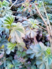 Alchemilla procumbens