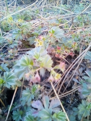 Alchemilla procumbens