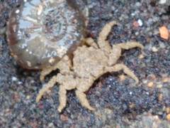 Neohymenicus pubescens