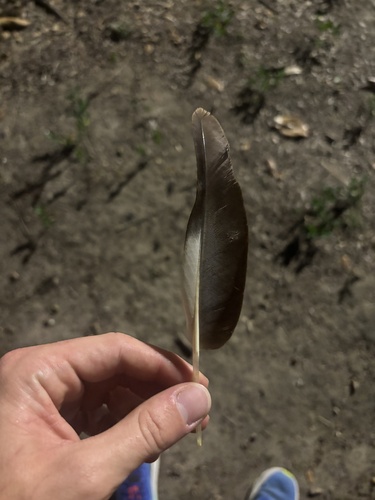 Plume de Dendrocygne à ventre noir