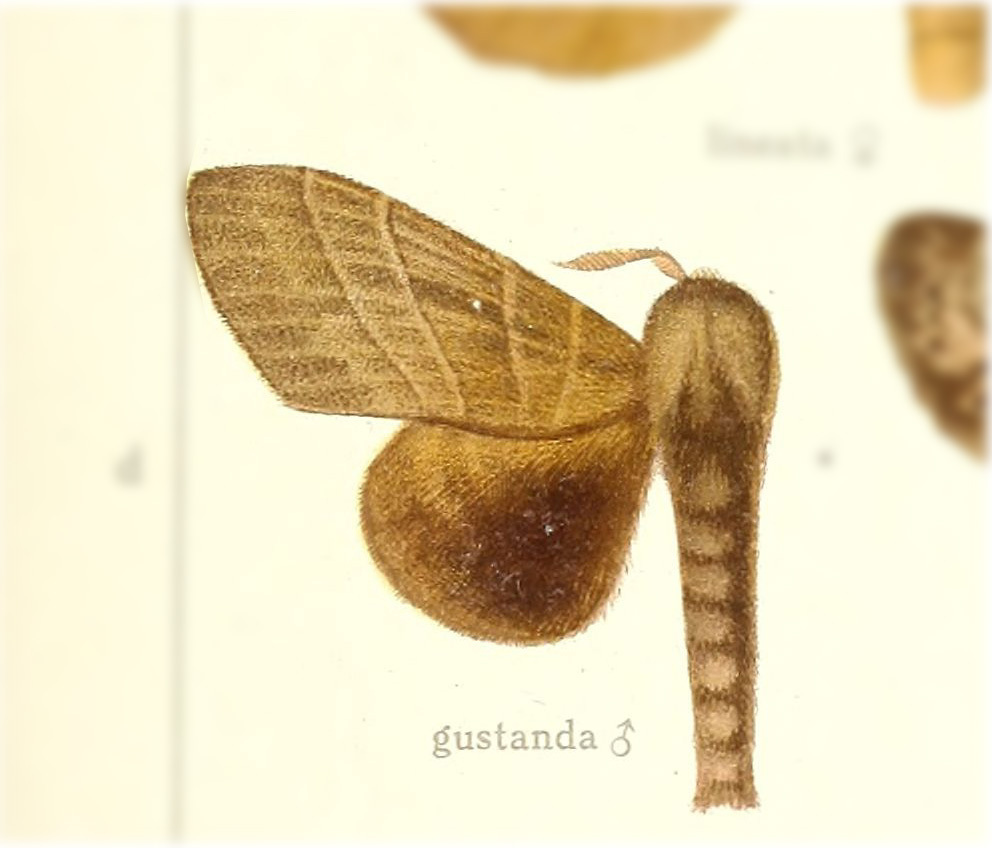 Prorifrons gustanda