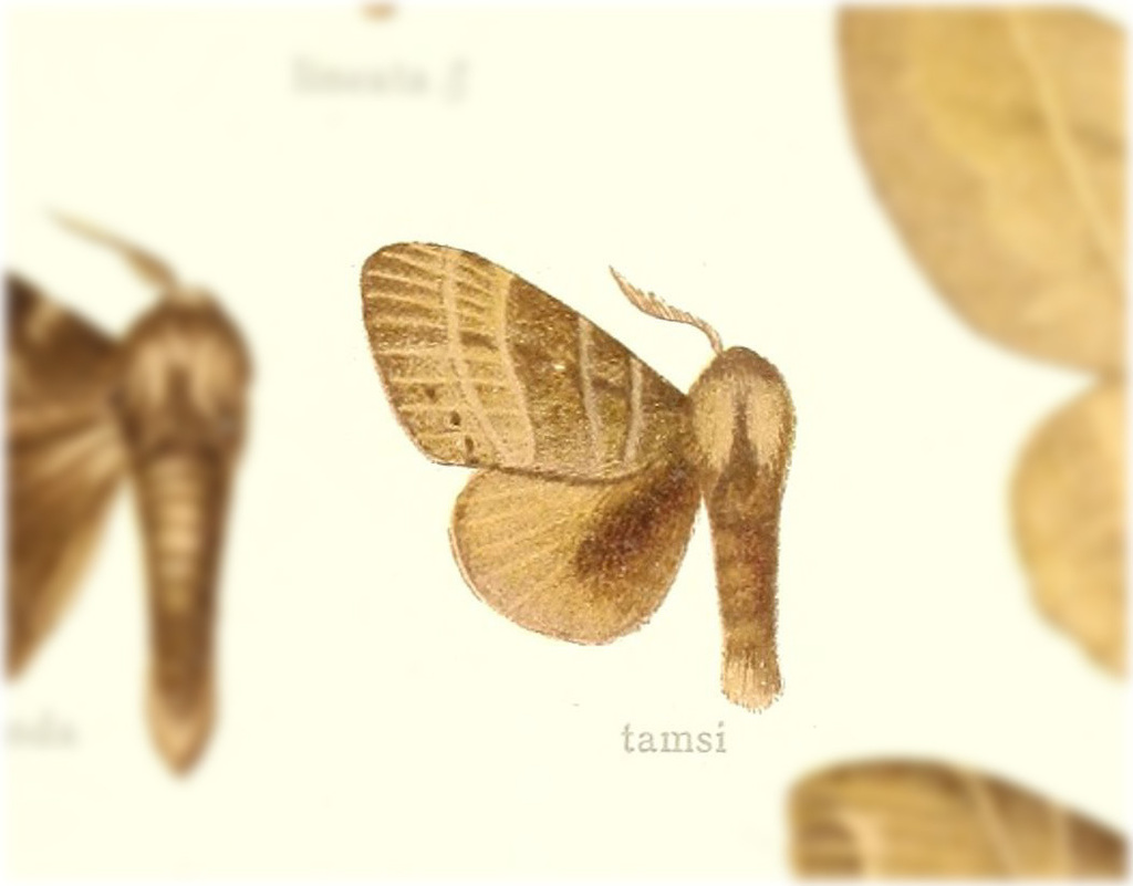 Prorifrons tamsi