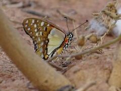 Graphium angolanus baronis