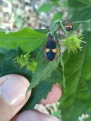 Dysdercus albofasciatus