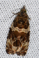 Olethreutes valdanum