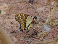 Graphium angolanus baronis