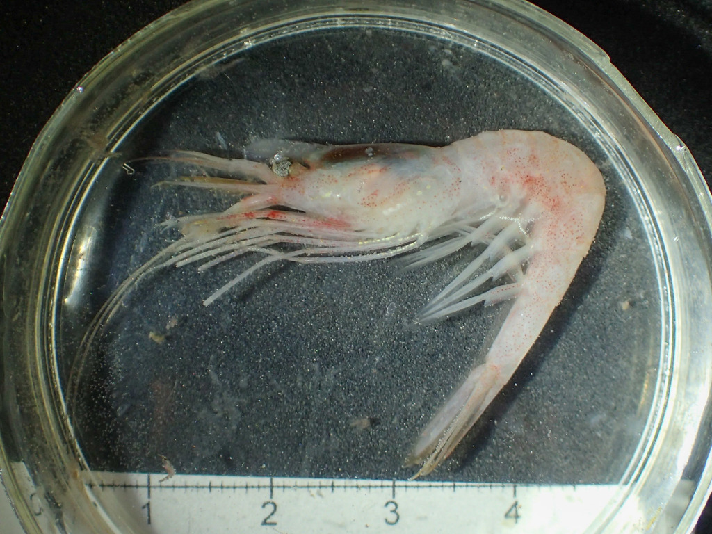 Greenland Shrimp