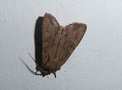 Ichneutica averilla