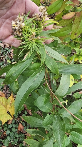 Unknown species found near Hunlock Township, PA, USA