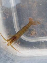 Betaeopsis aequimanus