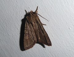 Ichneutica averilla