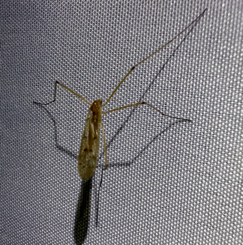Unknown species found near Wellington Way, East Falmouth, MA, US
