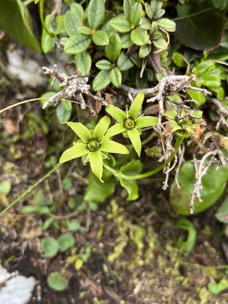 Parnassia longipetala