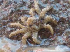 Neohymenicus pubescens