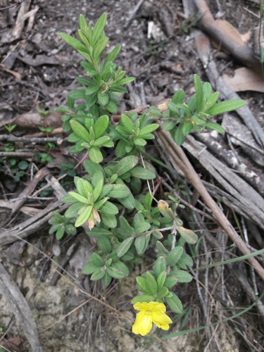 Image of Hibbertia hirticalyx by (c) naturewatchwidow, some rights reserved (CC BY)