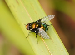 Amenia chrysame