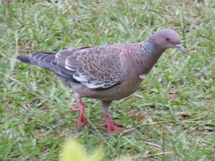 Patagioenas picazuro