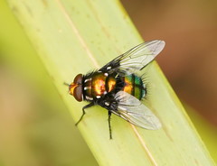 Amenia chrysame