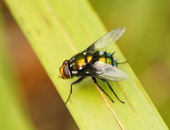 Amenia chrysame