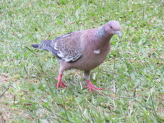 Patagioenas picazuro