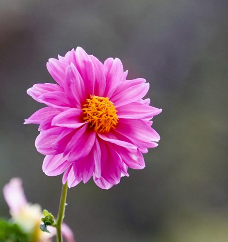 Garden Dahlia