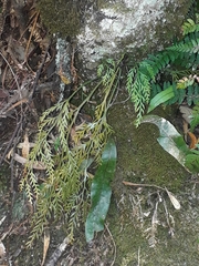 Asplenium flaccidum flaccidum