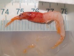 Eusergestes arcticus