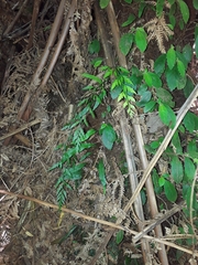 Asplenium appendiculatum appendiculatum