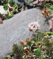 Trifolium thalii