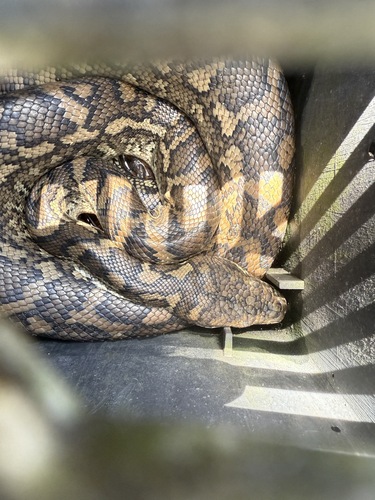 Coastal Carpet Python sighting