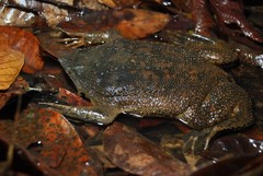 Surinam Toad photo 3