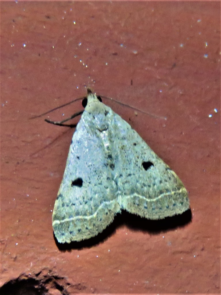 Bent-winged Owlet