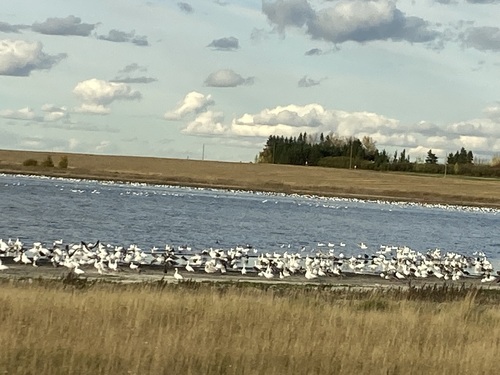 Snow Goose