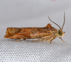 Olethreutes nitidana