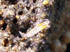 Betaeopsis aequimanus