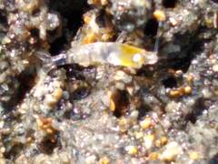Betaeopsis aequimanus