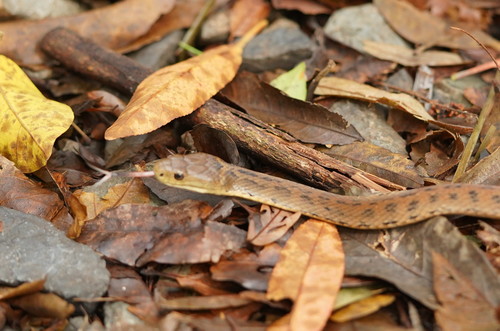 Photo of a Rough-scaled Snake (Tropidechis carinatus)