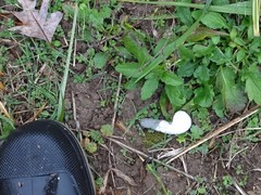 Meleagris gallopavo silvestris