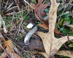 Meleagris gallopavo silvestris