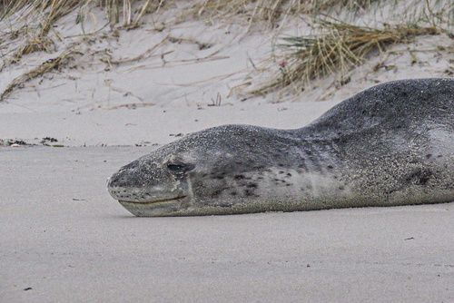 Leopard seal
