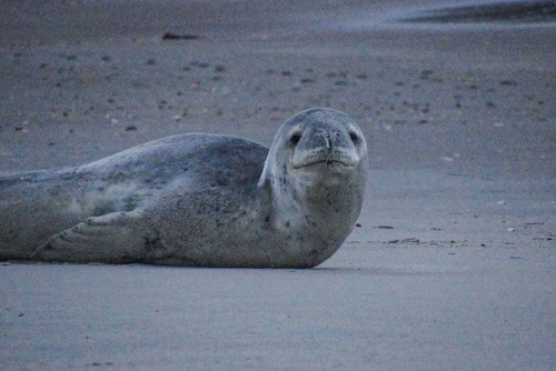 Leopard seal