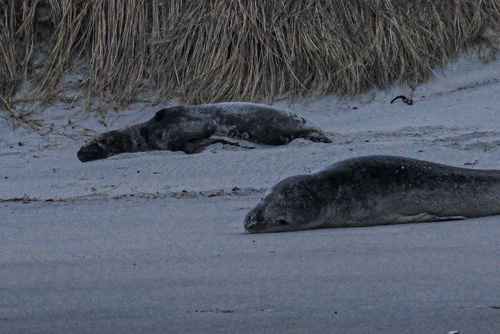 Leopard seal