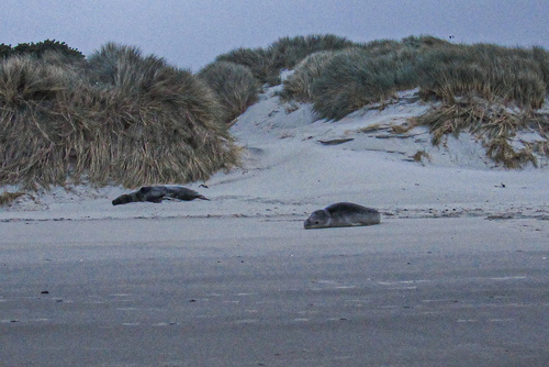 Leopard seal