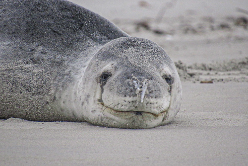 Leopard seal