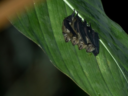 Dark Sheath-tailed Bat