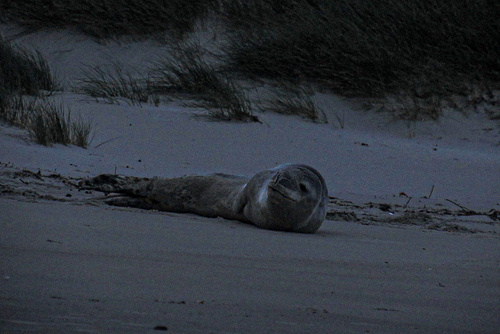 Leopard seal