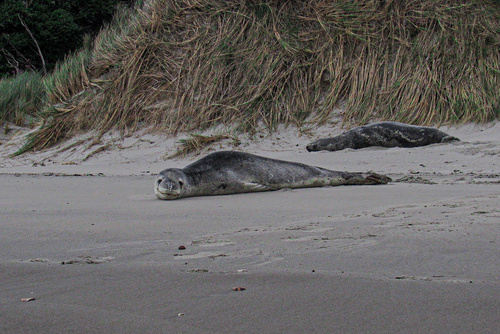Leopard seal