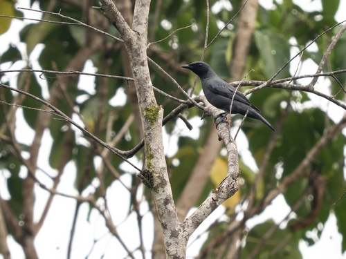 Banggai Cicadabird (Edolisoma pelingi), photo 3